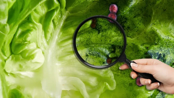 https://eltiempodeyucatan.com/retiran-lechuga-iceberg-en-27-estados-de-ee-uu-por-riesgo-de-contaminacion-con-cyclospora-el-tecolote-diario/